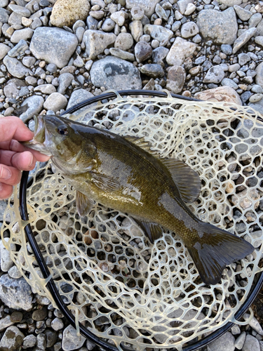 スモールマウスバスの釣果