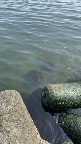 アカエイの釣果