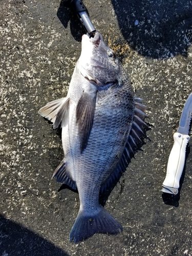 クロダイの釣果