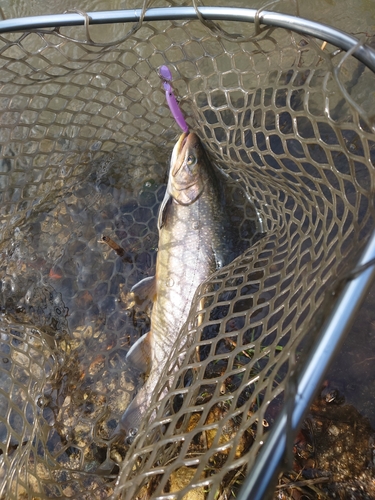 ニジマスの釣果