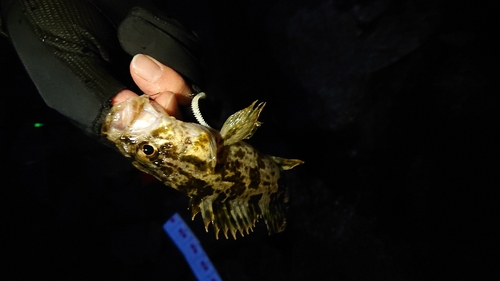 タケノコメバルの釣果