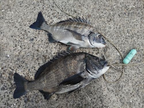 クロダイの釣果