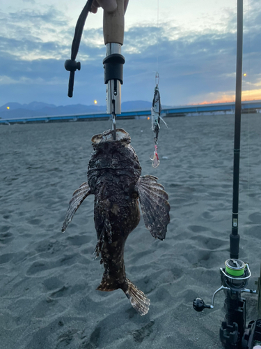 オニオコゼの釣果