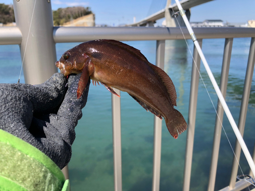 クジメの釣果