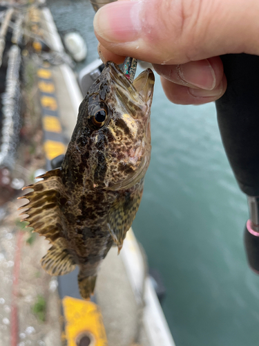 タケノコメバルの釣果