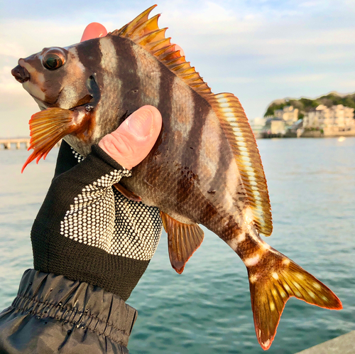 タカノハダイの釣果