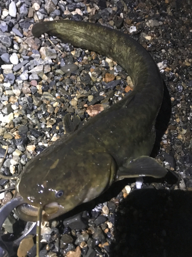 マナマズの釣果