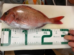 マダイの釣果