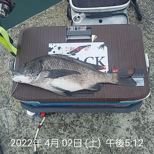 チヌの釣果