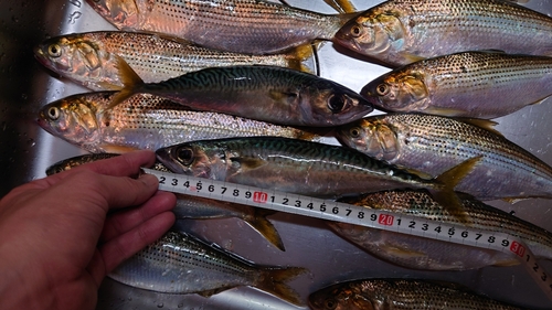 サバの釣果