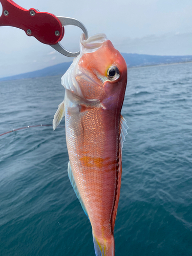 アマダイの釣果