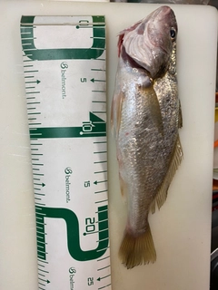 イシモチの釣果