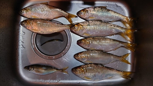 コノシロの釣果