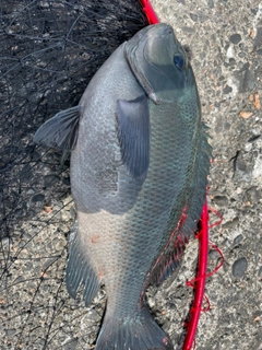 メジナの釣果