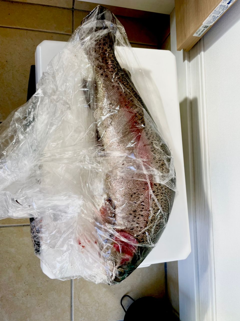 ニジマスの釣果写真