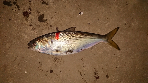 コノシロの釣果