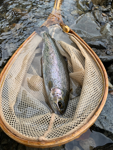 ニジマスの釣果