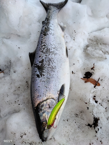 サクラマスの釣果