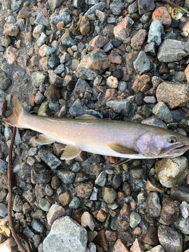 イワナの釣果