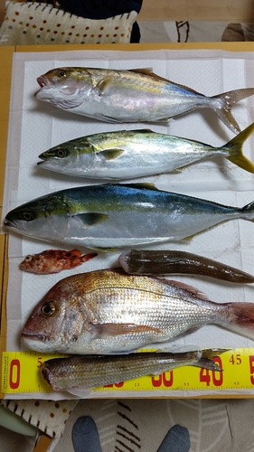 ハマチの釣果