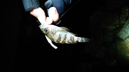 シロメバルの釣果