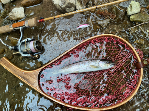 アマゴの釣果