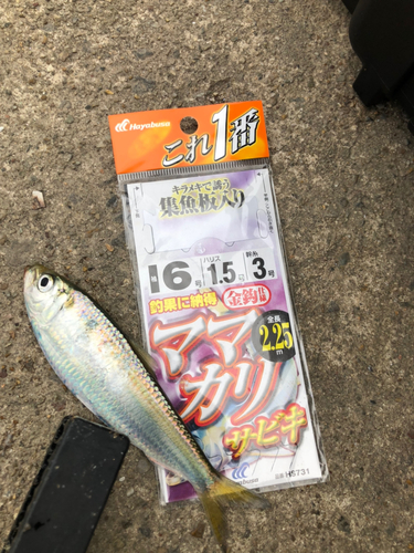 サッパの釣果