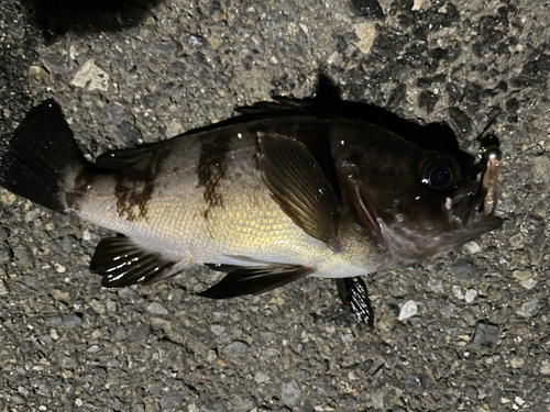 シロメバルの釣果