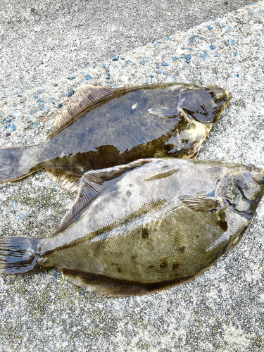 カレイの釣果