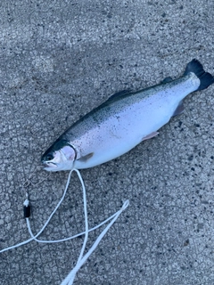 サクラマスの釣果