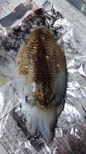 コウイカの釣果