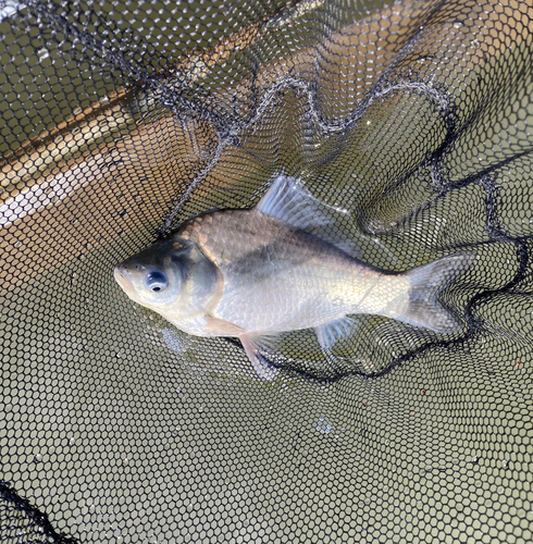 ヘラブナの釣果