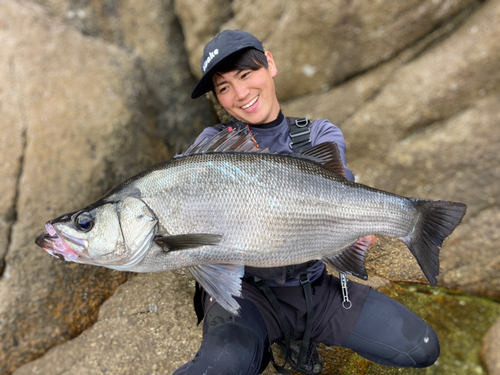 ヒラスズキの釣果