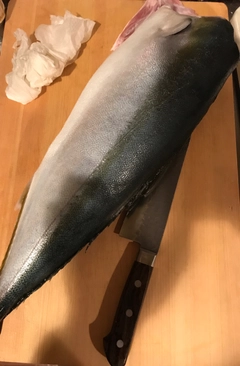 ブリの釣果