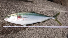 メジロの釣果