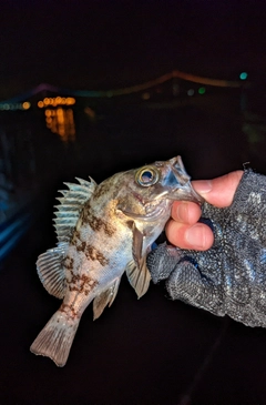 メバルの釣果