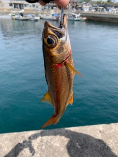 ムツの釣果