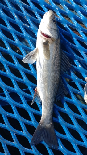 フッコ（マルスズキ）の釣果