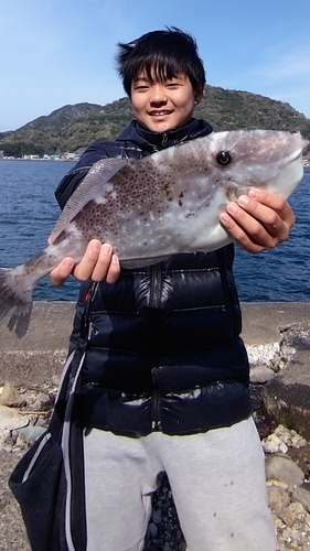 ウスバハギの釣果