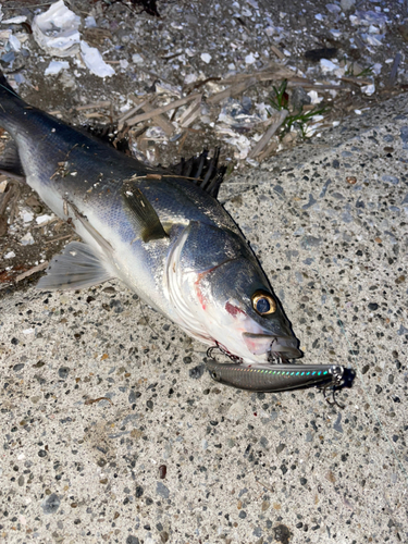 フッコ（マルスズキ）の釣果