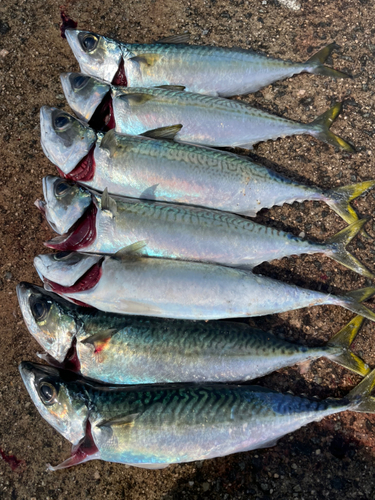 サバの釣果