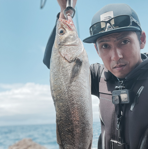 スズキの釣果