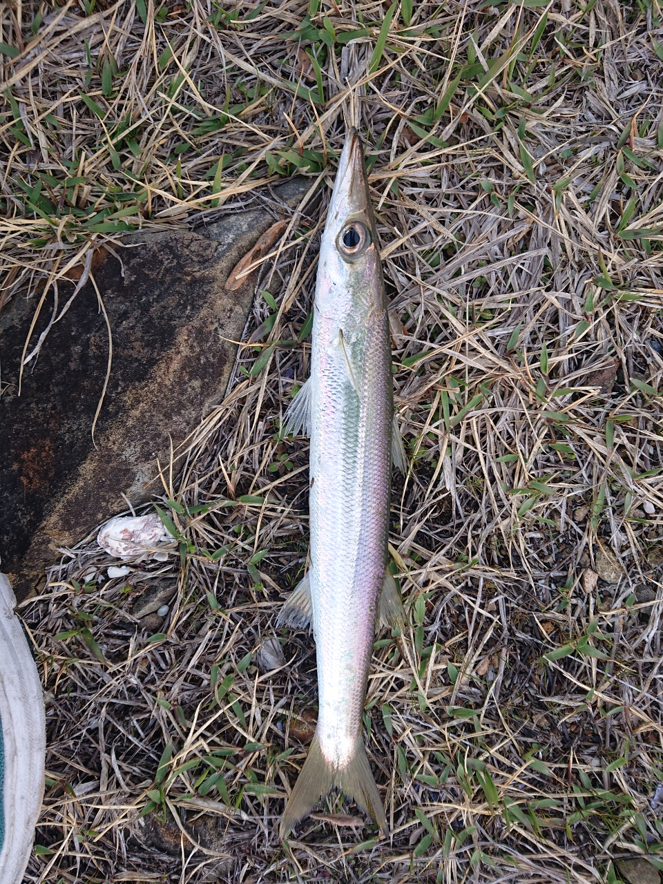 アカカマス