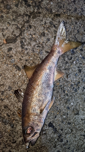 ムツの釣果