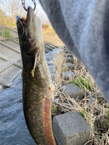 ニホンナマズの釣果