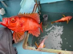 チカメキントキの釣果