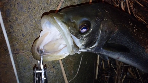 マルスズキの釣果