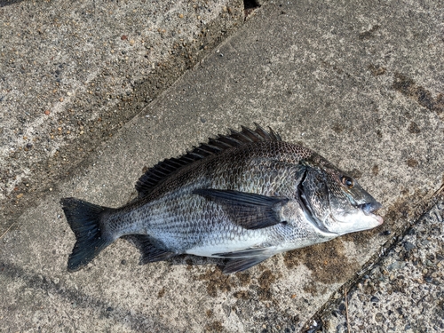 クロダイの釣果