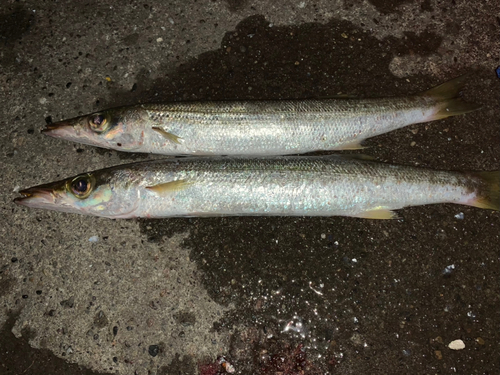 カマスの釣果