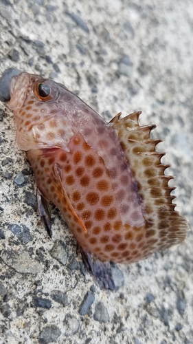 オオモンハタの釣果